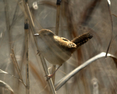 124UvalCou 050marshwren.jpg