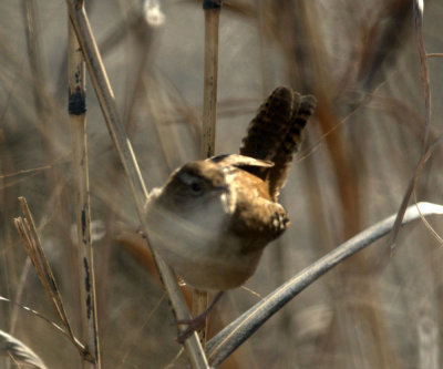 124UvalCou 052marshwren.jpg