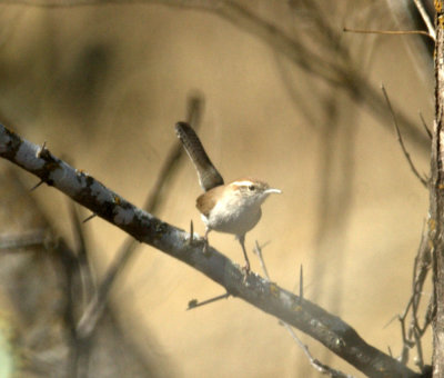 124UvalCou 074bewickswren.jpg