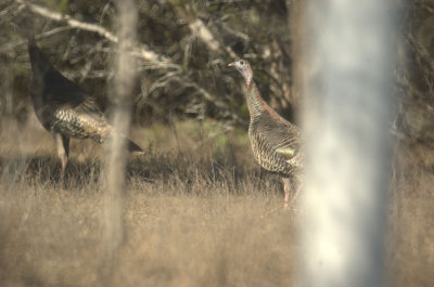 124UvalCou 136wildturkey.jpg