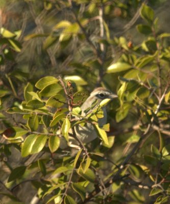 124UvalCou 151rufouscrownedsparrow.jpg