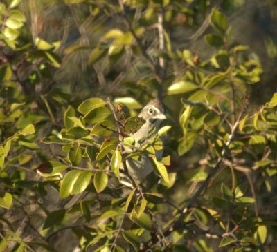 124UvalCou 152rufouscrownedsparrow.jpg