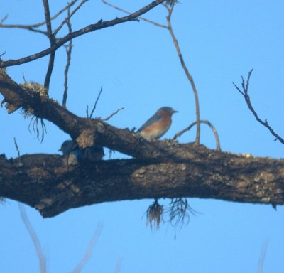 124UvalCou 155westernBluebird.jpg