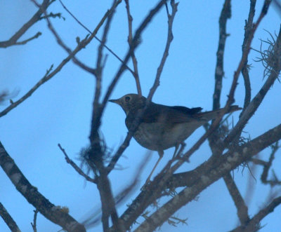 124UvalCou 156hermitthrush.jpg