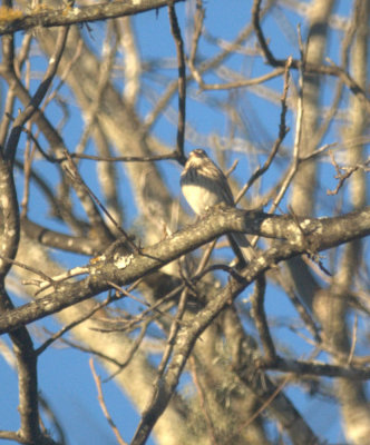 124UvalCou 159chippingsparrow.jpg