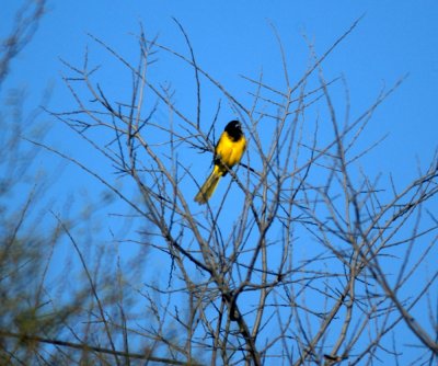 125bbCooks 215audubonsOriole.jpg