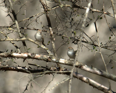 126NealsReagan 026chippingsparrows.jpg