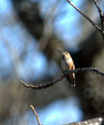 126NealsReagan 040rufous.jpg