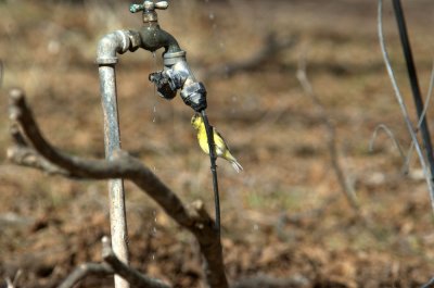 127neals 122goldfinch.jpg