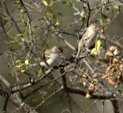 127neals 148chippingFieldWarblerTree.jpg