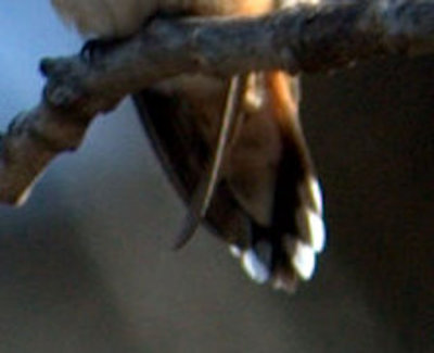 126NealsReagan 049rallentailfeathers.jpg