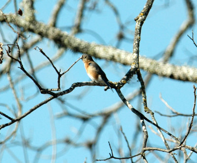 130uvalcounty 011easternBluebird.jpg