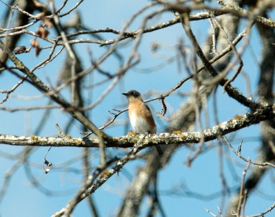 130uvalcounty 012easternBluebird.jpg