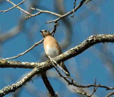 130uvalcounty 014easternBluebird.jpg