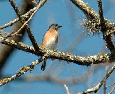 130uvalcounty 016easternBluebird.jpg