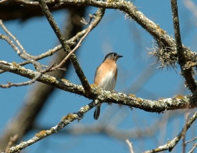 130uvalcounty 017easternBluebird.jpg