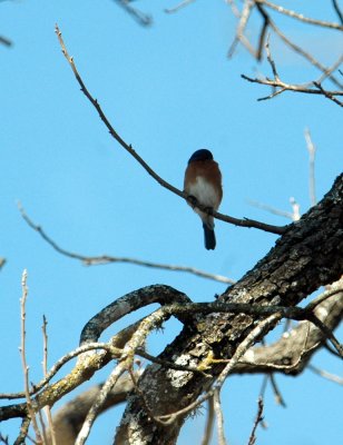 130uvalcounty 019easternBluebird.jpg