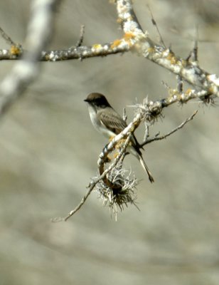 130uvalcounty 022easternPhoebe.jpg