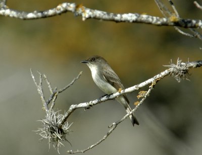 130uvalcounty 024easternPhoebe.jpg