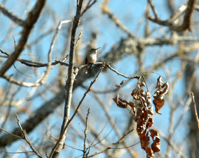 130uvalcounty 078rufous.jpg