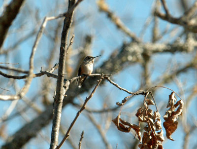 130uvalcounty 079rufous.jpg