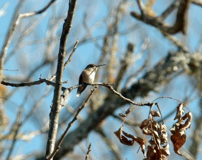 130uvalcounty 080rufous.jpg