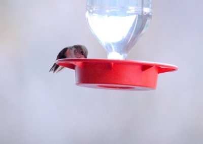 23reaganWells 012rufous.jpg