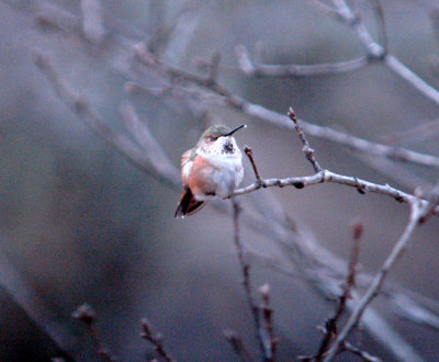 23reaganWells 022rufous.jpg