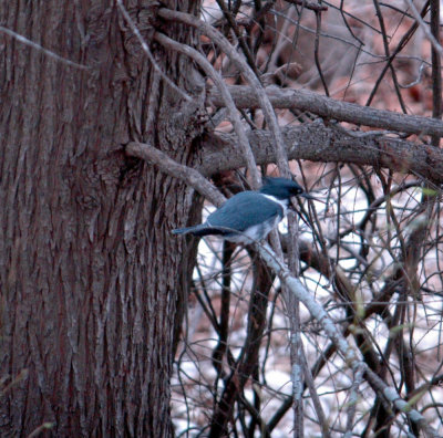 23reaganWells 057beltedkingfisher.jpg