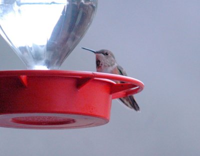 23reaganWells 069hummer.jpg