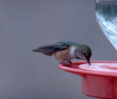 23reaganWells 081greenbacked.jpg