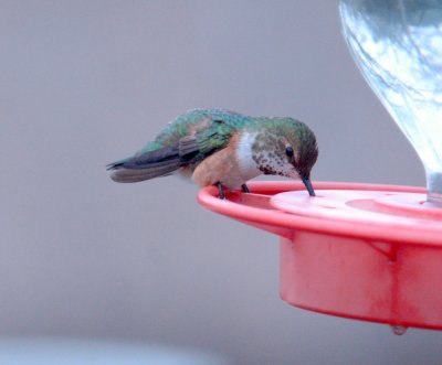 23reaganWells 085hummer.jpg