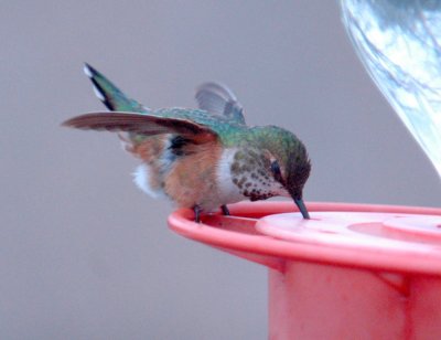 23reaganWells 086hummer.jpg