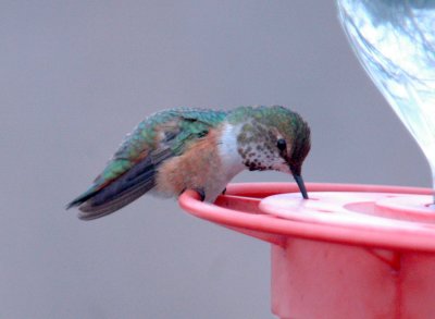 23reaganWells 087hummer.jpg