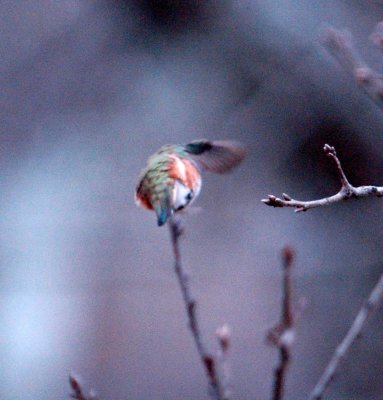 23reaganWells 092hummertail.jpg