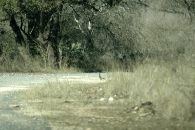 25RWellsNeals 071roadrunner.jpg