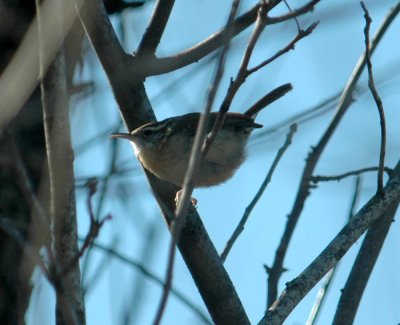 26countypaper 006carolinawren.jpg