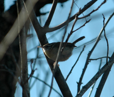 26countypaper 007carolinawren.jpg