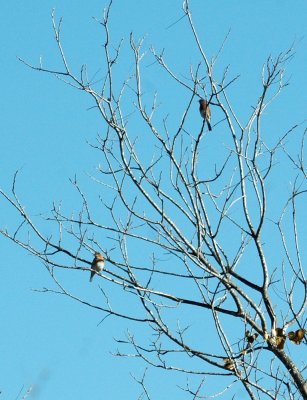 26countypaper 015easternBluebirds.jpg