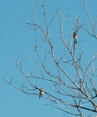 26countypaper 016easternBluebirds.jpg