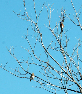 26countypaper 017easternBluebirds.jpg