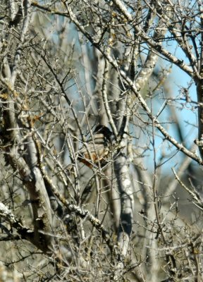 26countypaper 024canyonTowhee.jpg