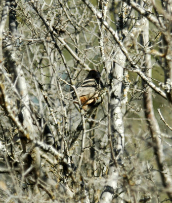 26countypaper 025canyonTowhee.jpg
