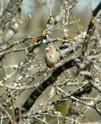 26countypaper 033canyonTowhee.jpg