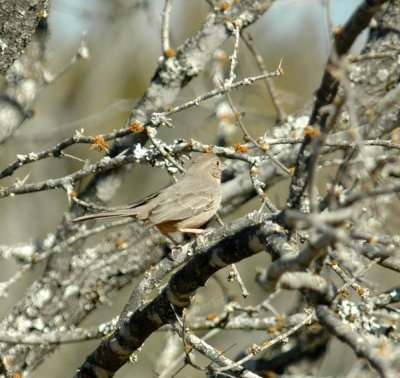 26countypaper 034canyonTowhee.jpg