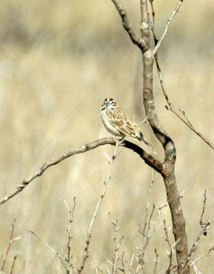 26countypaper 062larksparrowzzz.jpg