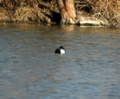 28cooks 001scaup.jpg