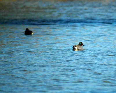 28cooks 005greenwingedteal.jpg
