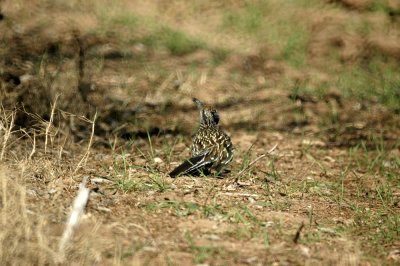 28cooks 036roadrunner.jpg