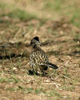 28cooks 037roadrunner.jpg